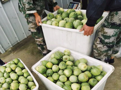 農產品區域公用品牌“濟寧禮饗”搭乘中國速度，駛向全國