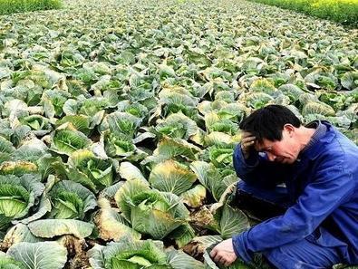 農產品滯銷加劇，這3個原因是根本，農民必須了解
