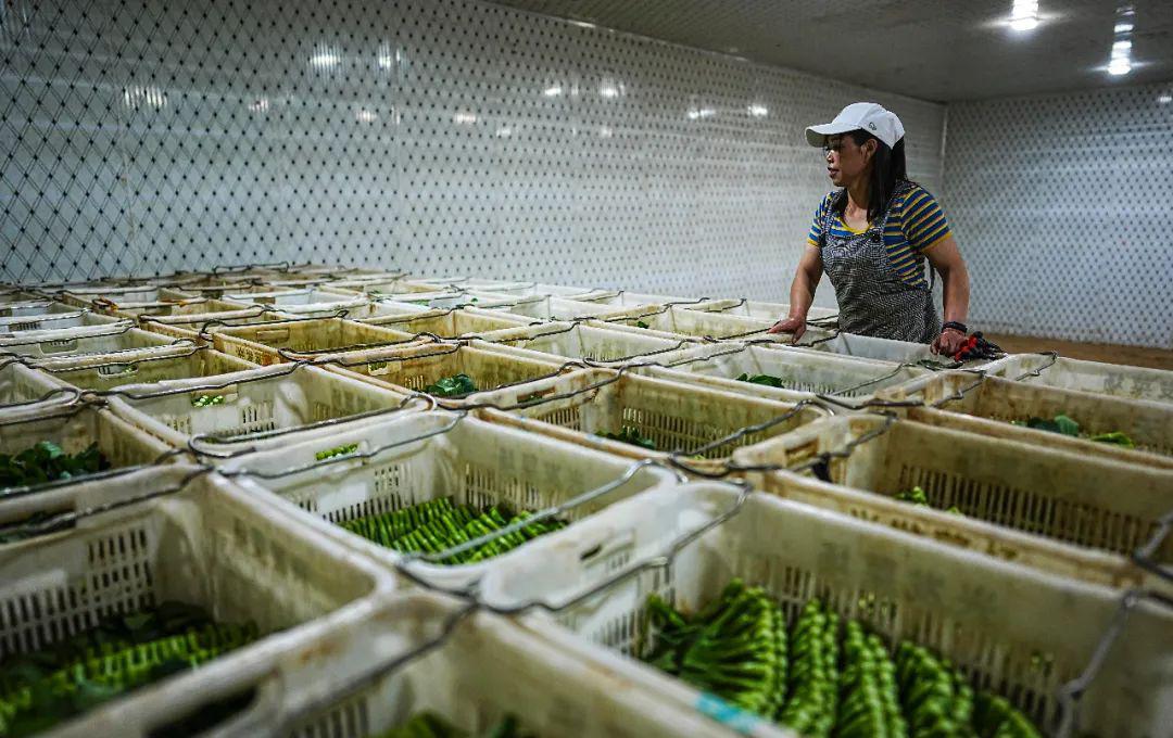 疫情之下農產品上行之路如何更通暢?